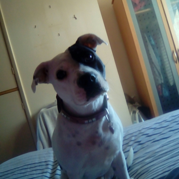 Westminstenders: Silly Season