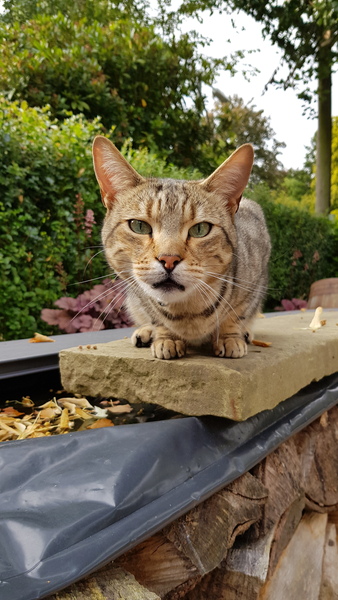 Westminstenders: Constitutional History