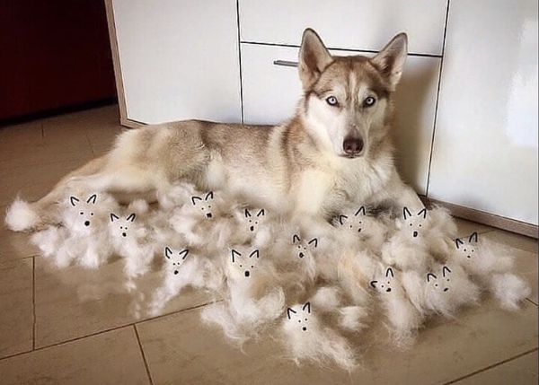 Anyone on here got a husky ?