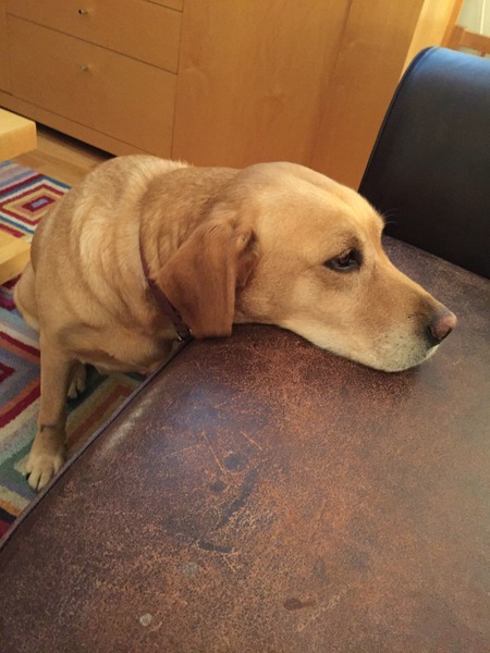 AIBU to ask what little quirk you love about your pet?