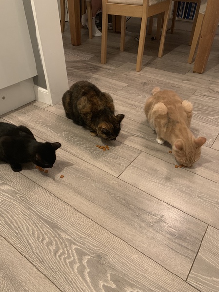 Dreamies Time