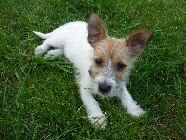 Puppy Support Group 2