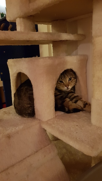 Westminstenders: Silly Season