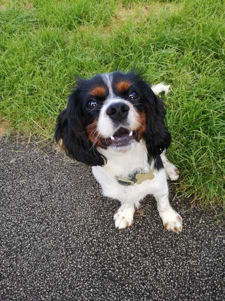 If pets were on 'Am I being unreasonable?'