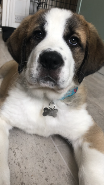 Puppy Support Group 2