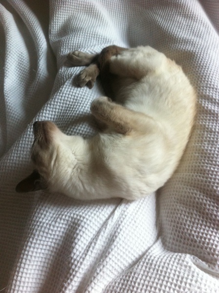 Westminstenders: It's a trap!