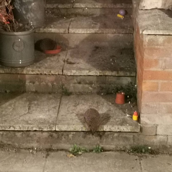 Giant hedgehog living in my garden