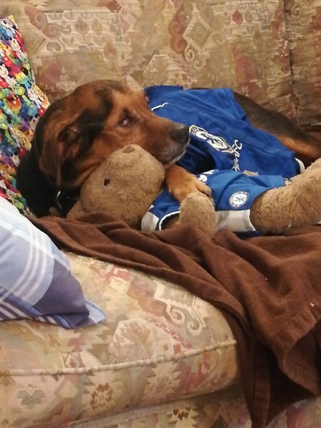 RIP Bumbledog....