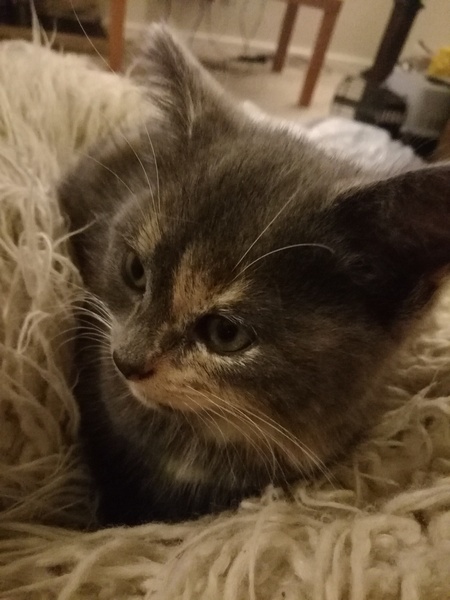 What would you call our kittens?
