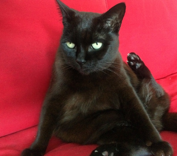 Kitty Tinder