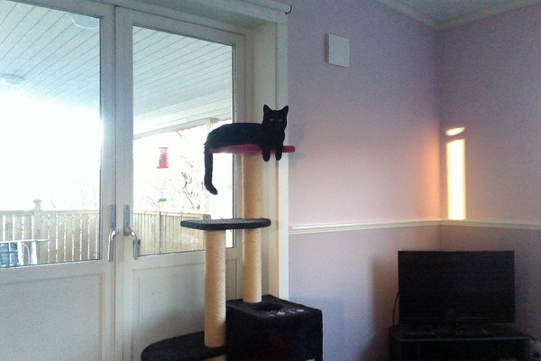 Westminstenders: Silly Season