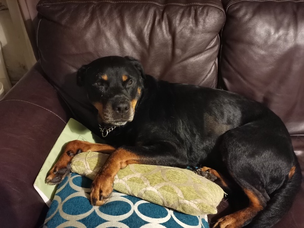 What are your favourite breeds of dog ?