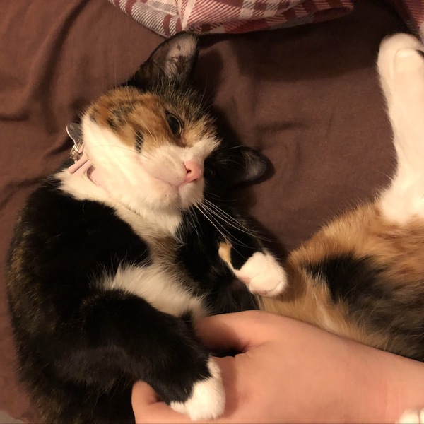 To think my cat nipping me is a sign of affection?