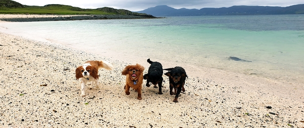What are your favourite breeds of dog ?