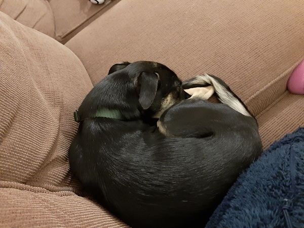 Barking when left