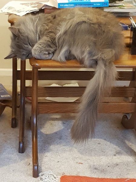 What's your DCat up to today? (Thread 7!)