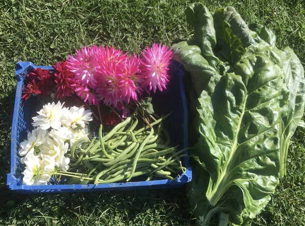 Allotment/Veg Patch Thread 14 ! growing into summer