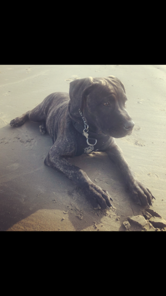 Show me your puppies!