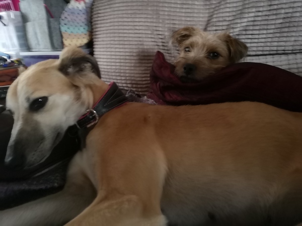 Big dogs vs little dogs