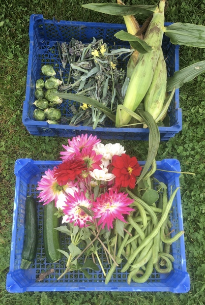 Allotment/Veg Patch Thread 14 ! growing into summer