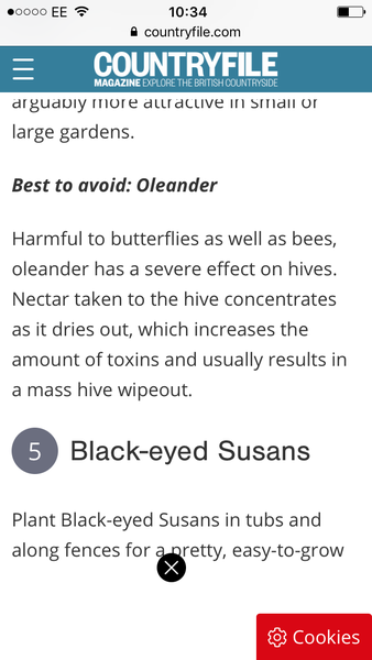 oleander