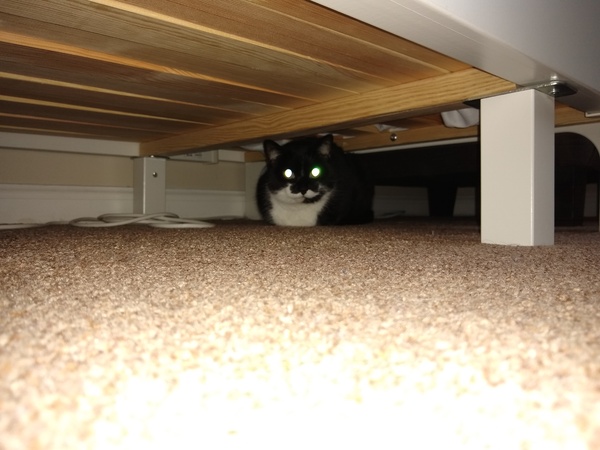 Westminstenders: Silly Season