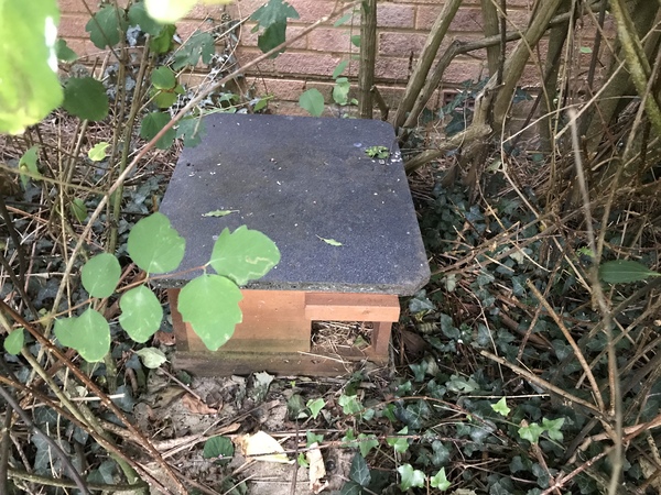 Giant hedgehog living in my garden