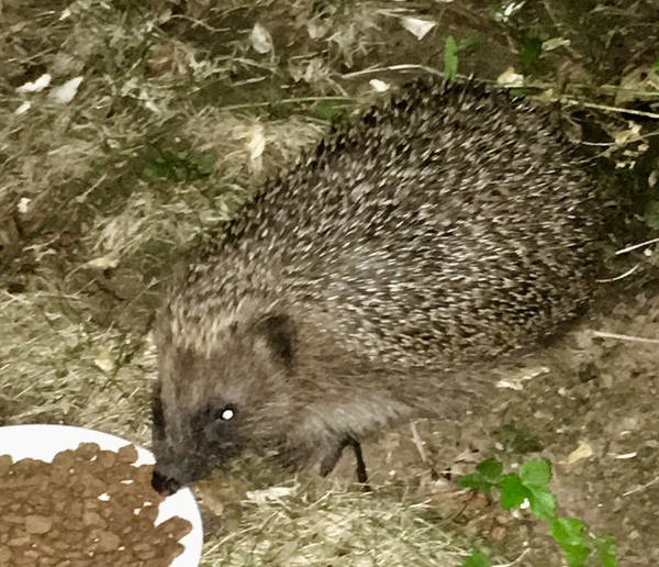 Giant hedgehog living in my garden