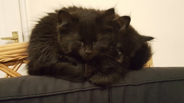I think my cat is broken...