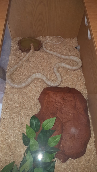 Corn snakes? Good pet?