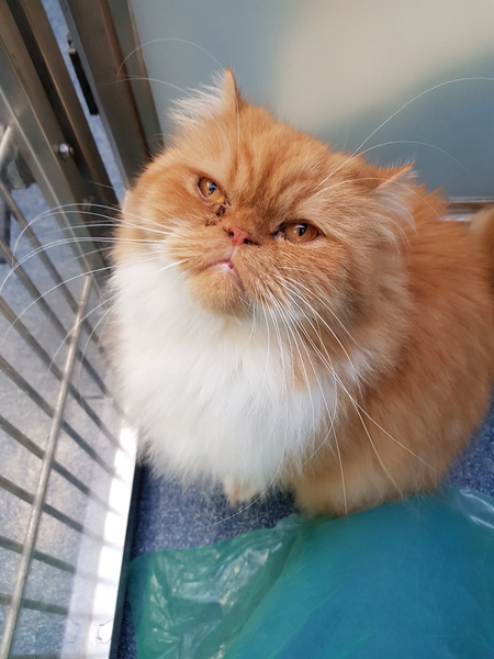 Persian