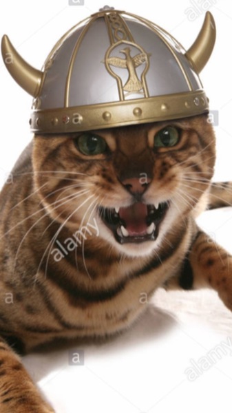 Pilling the cat: 100 easy steps