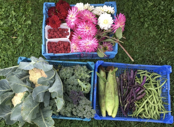 Allotment/Veg Patch Thread 14 ! growing into summer