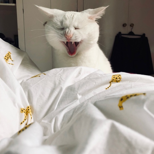 Rescue cats - multiple tooth extractions