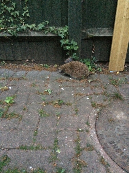 Giant hedgehog living in my garden