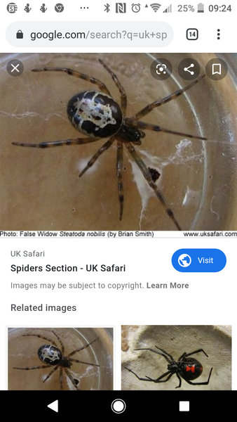 To ask what the hell kind of spider is this?! (Picture warning)