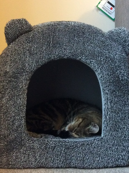 Show me your cat beds