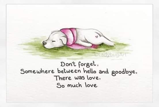 RIP Bumbledog....