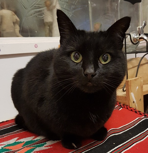 Westminstenders: Constitutional History