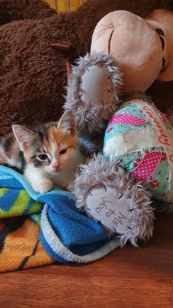 New kittens - fleas