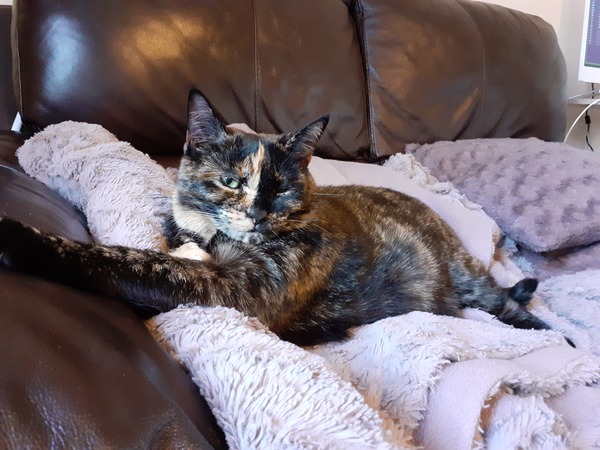Kitty Tinder