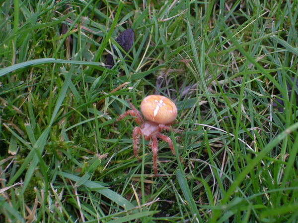Can anyone tell me what kind of spider this is? (Picture included - don't open if scared of spiders)