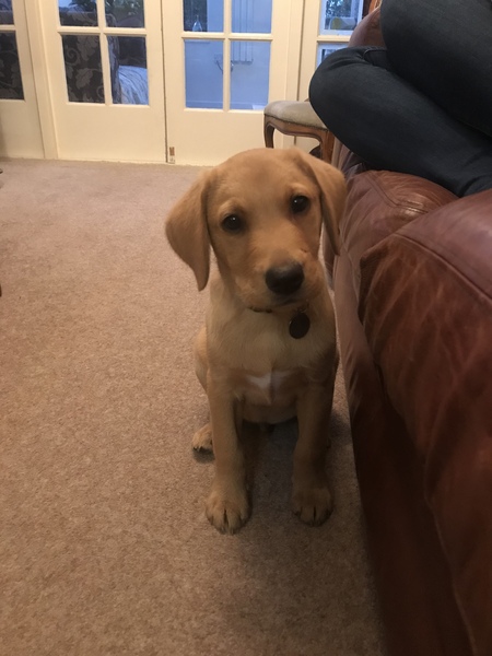 A "please help me name my puppy" thread :)
