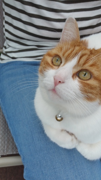 Does my cat look like Prince?