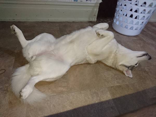What is the most bizzare habit your dog has?