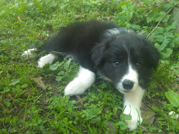 Seven week old puppy - Question about routine