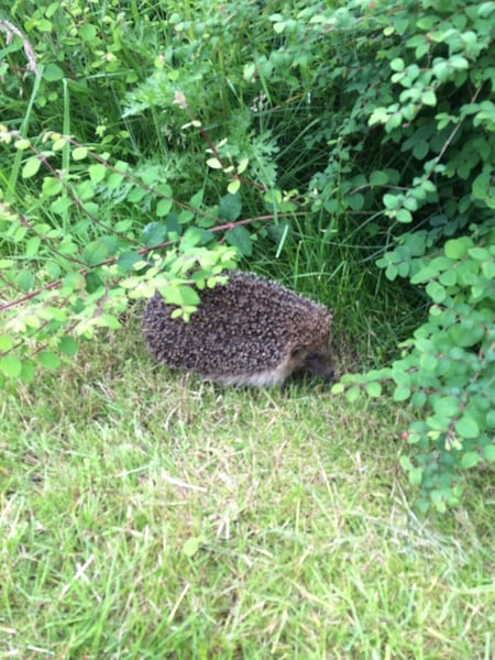 Giant hedgehog living in my garden