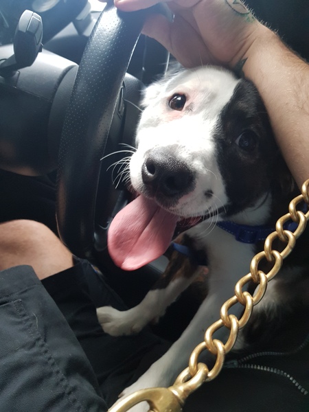Adopted a puppy, help me name him!