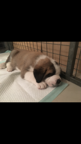 St Bernard owners?
