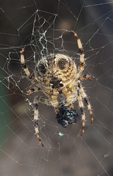 Anyone know what this spider is? *includes spider picture!!